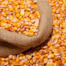 Семена Кукурузы