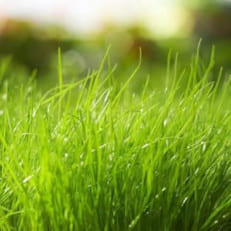 Газонная трава