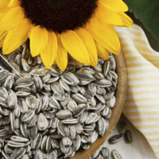Семена подсолнечника