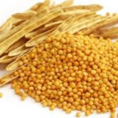 Семена горчицы