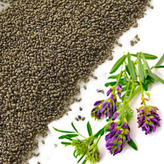 Семена Люцерны