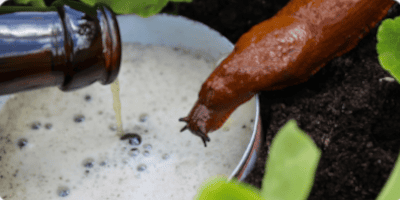 Слимаки і пиво