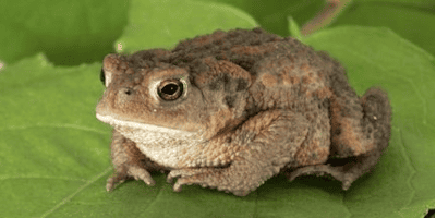 Природні вороги слимаків