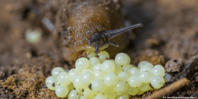 Притулки слимаків