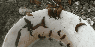 Харчові принади для слимаків