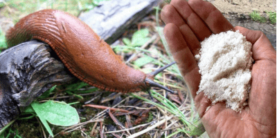 Кавова гуща чи кукурудзяна мука