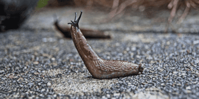 Пісок та сіль