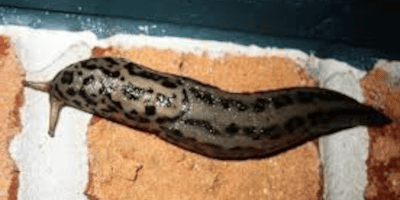 Збільшення освітлення