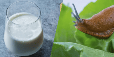 Слимаки і кисломолочні продукти