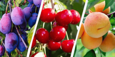 Гарний урожай