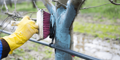 Обробка дерева щіткою