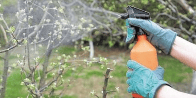 Обробка дерев оприскувачем