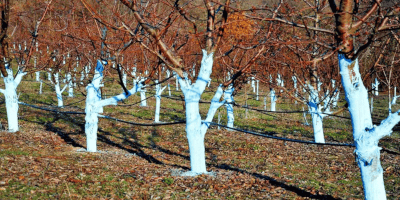 Дерева оброблені бордоською сумісшю