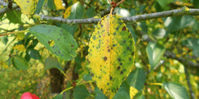 Уражений листок