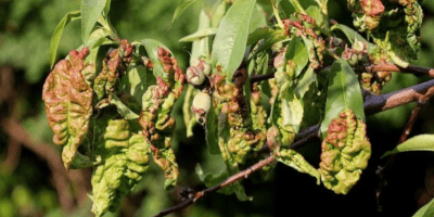 Тля на листках