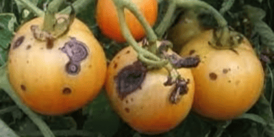 Альтернаріоз