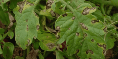 Альтернаріоз