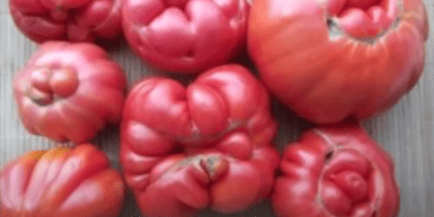 Деформація плодів