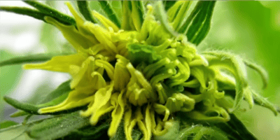 Деформація плодів