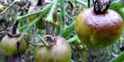 Фітофтороз