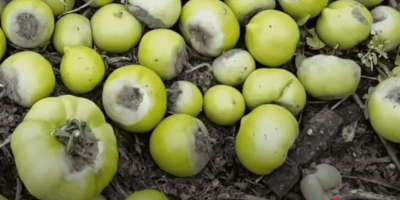 Сіра гнилизна