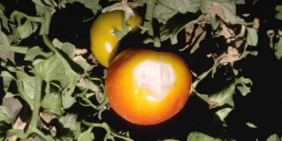 Сонячні опіки плодів томату