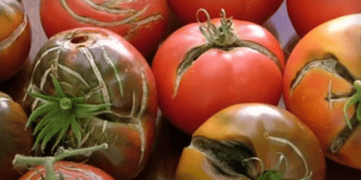 Тріщини на плодах томату