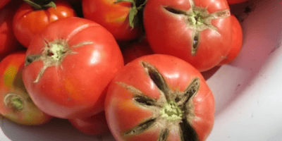 Тріщини на плодах томату