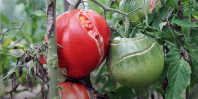 Тріщини на плодах томату