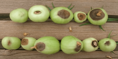 Вершинна гниль