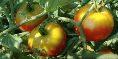 Жовті «плічки» у плодів