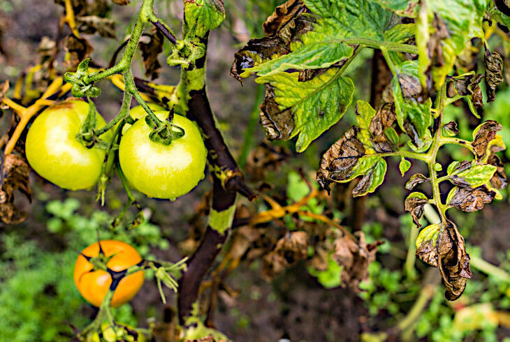​Хвороби та проблеми плодів томатів: причини та рішення