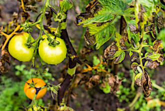 ​Хвороби та проблеми плодів томатів: причини та рішення
