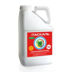 Паскаль 5 л